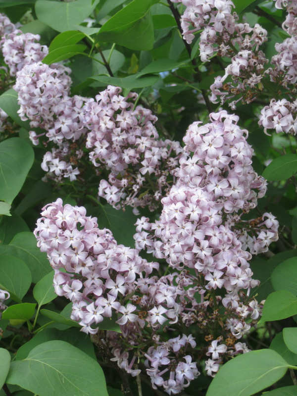 丁香花圖片