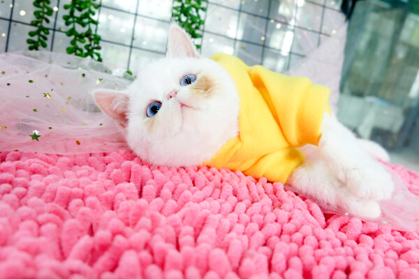 可爱加菲猫穿衣服