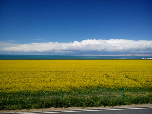 油菜花