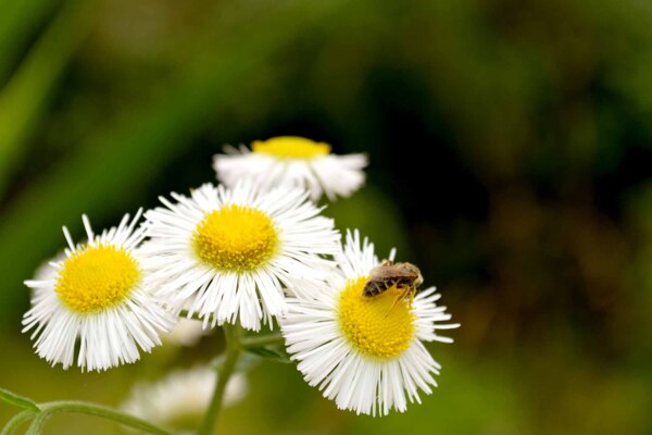 小菊花蜜蜂图片