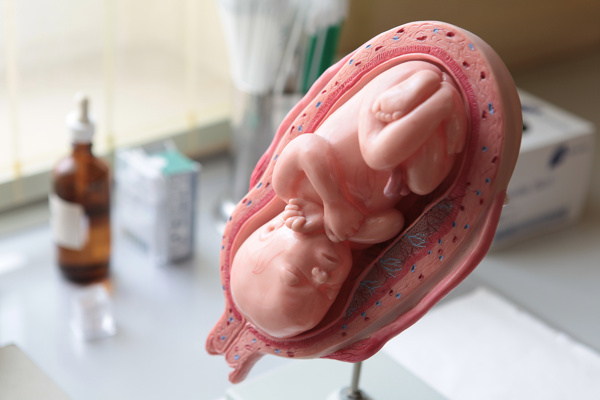 婴儿解剖立体形象图片
