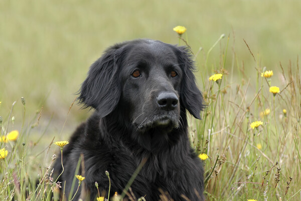 花丛中的黑色宠物狗