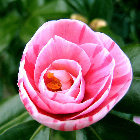 位圖植物攝影寫實(shí)花卉花朵數(shù)碼照片免費(fèi)素材