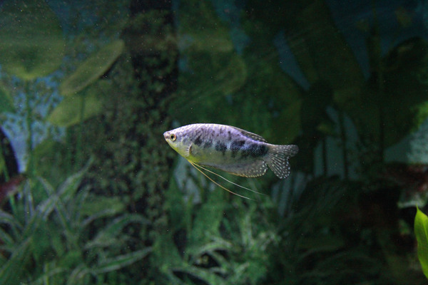小魚圖片