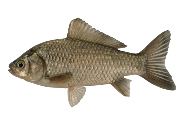 鯽魚攝影圖片