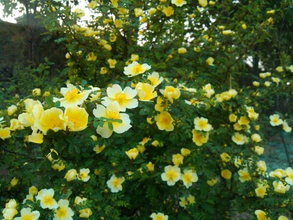 黃花圖片