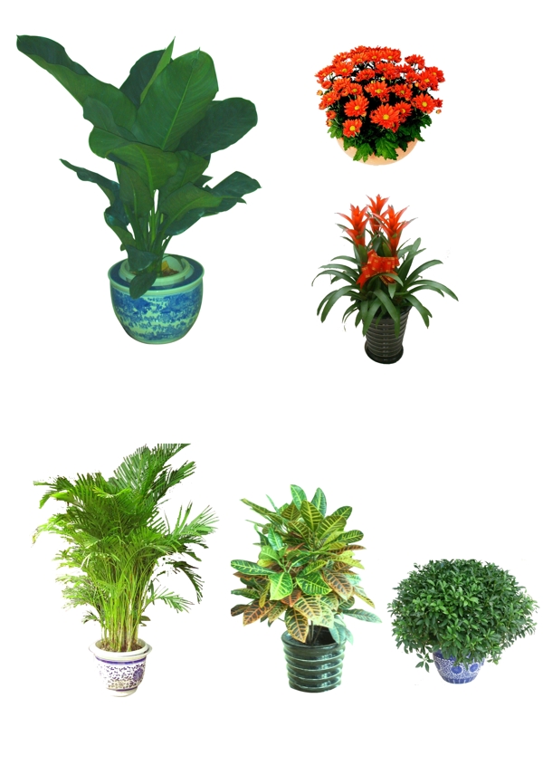 花草