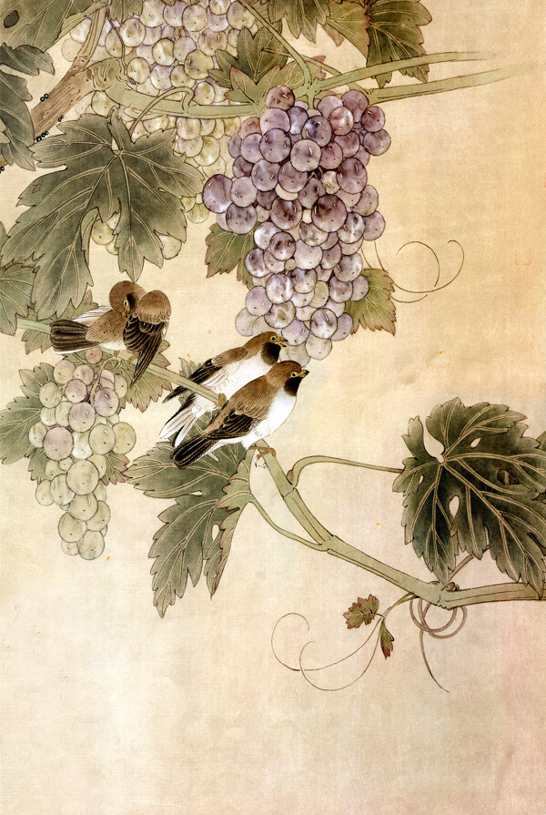 葡萄百鳥圖圖片