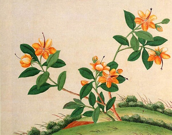 位圖寫意花卉植物花朵免費素材