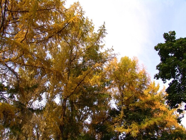 秋天树林风景图片