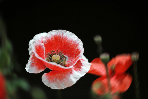 位圖植物花朵寫實(shí)花卉野花免費(fèi)素材