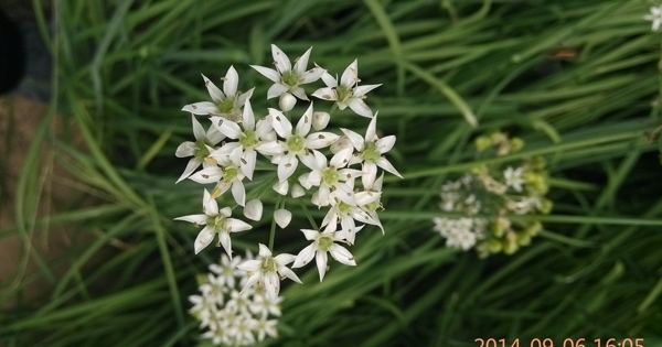 韭菜花圖片