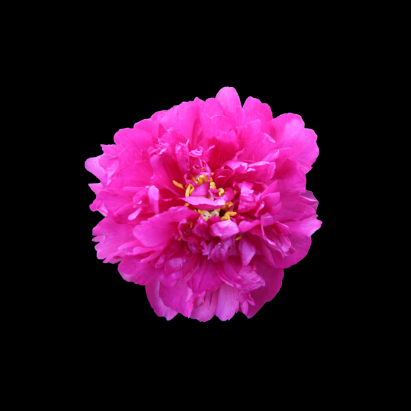 位圖寫實(shí)花卉植物花朵月季花免費(fèi)素材