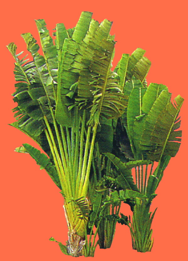 植物貼圖素材JPG1645