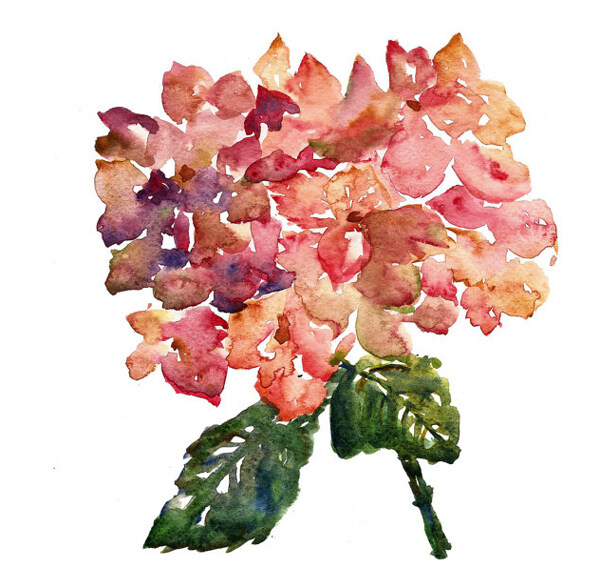 位圖植物寫意花卉花朵野花免費(fèi)素材