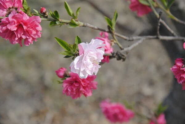 桃花圖片
