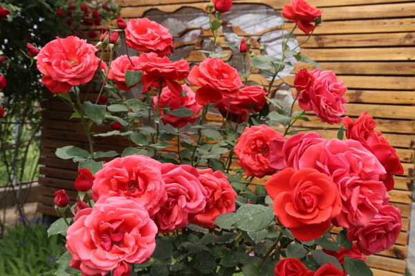 月季花
