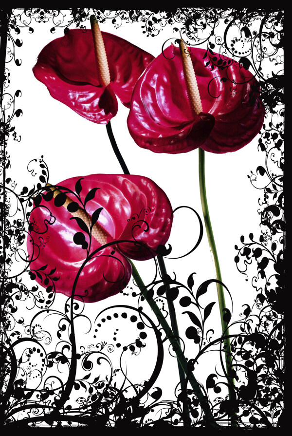 黑色花纹红花