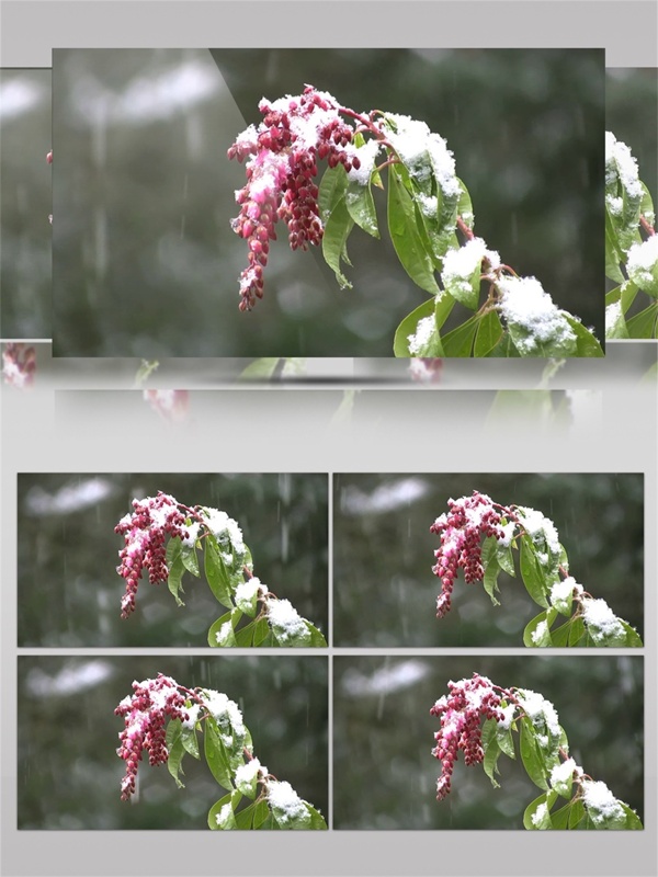冬季飘雪植物银装素裹视频素材