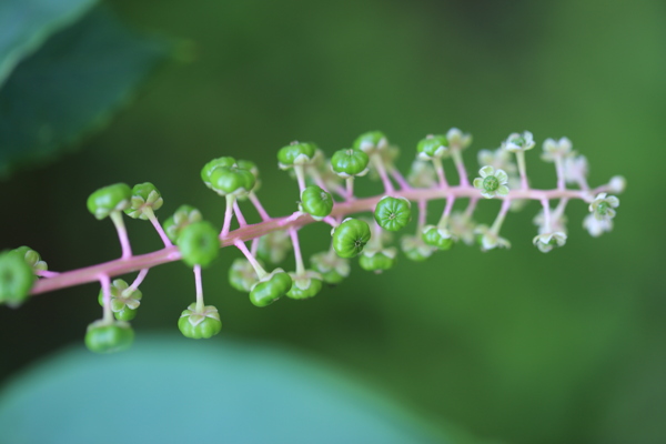 草本植物商路