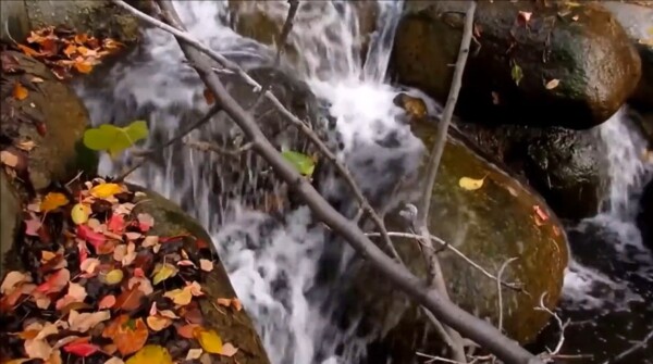 溪流从落满叶子的石头上流过动态视频