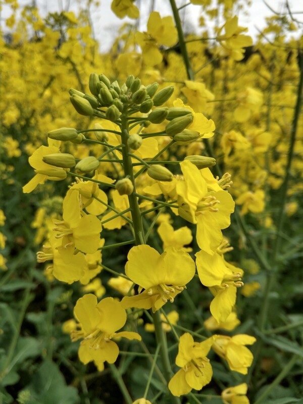 油菜花油菜花綠色
