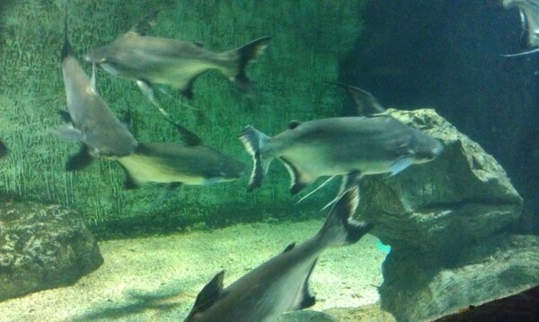 水族館圖片