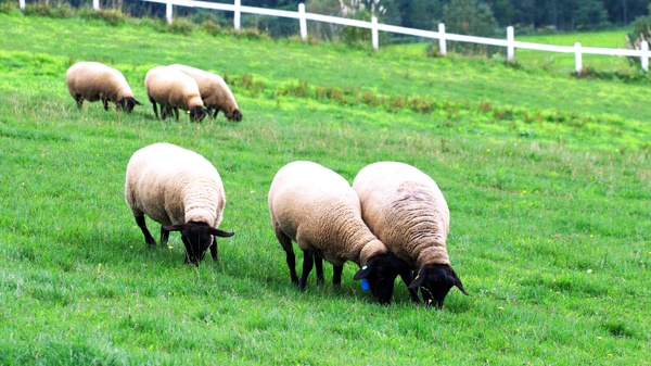 牧场上的羊群