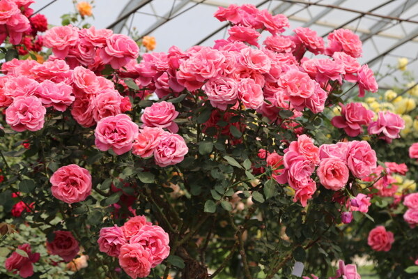 月季花
