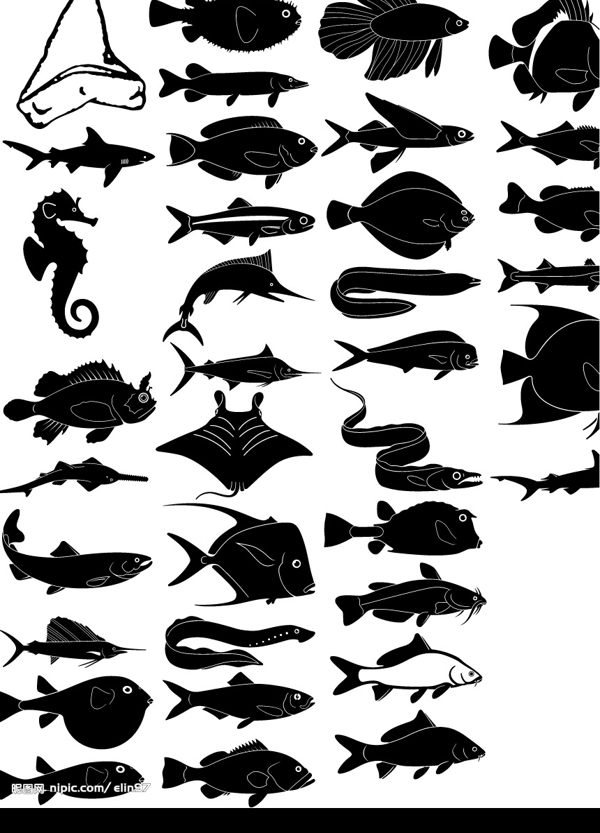 海洋生物合集圖片