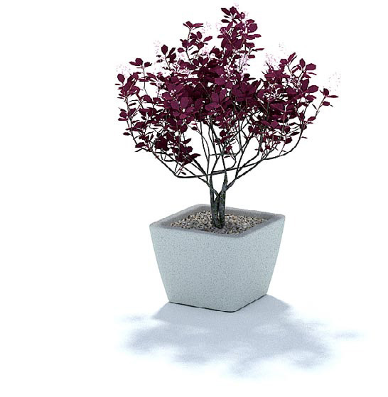 紫色小树盆栽3d模型