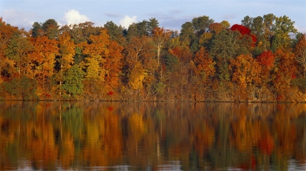 秋季湖上森林壁纸