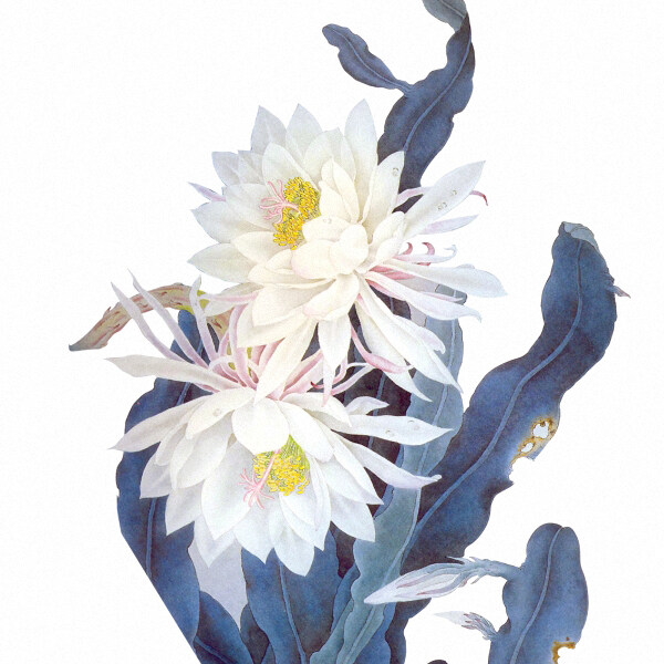 位圖時(shí)尚休閑女裝成熟優(yōu)雅女裝植物優(yōu)雅植物免費(fèi)素材