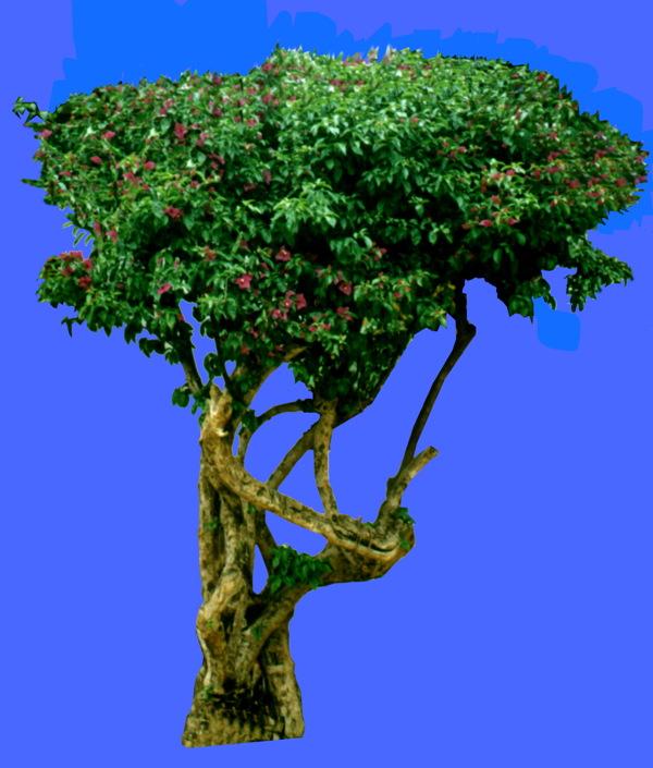植物貼圖素材JPG1443