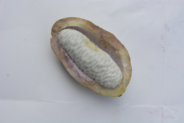 八月炸