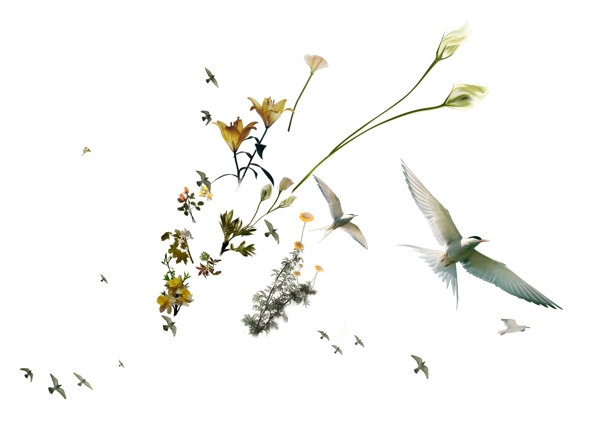 花鳥圖