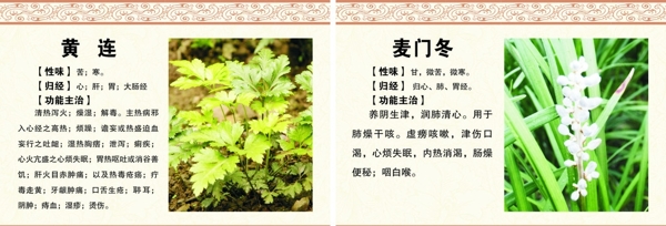 黃連圖片