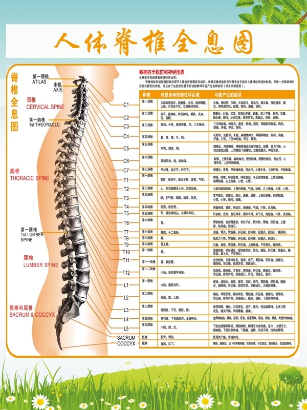 人体脊椎全息图60x80展板