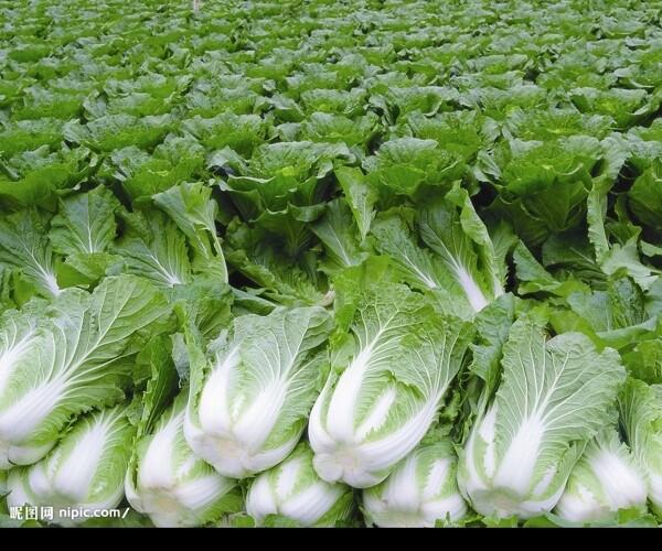 菜園圖片