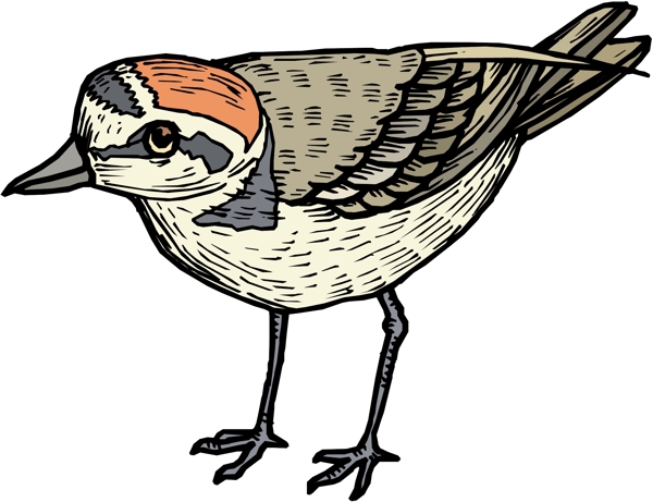 各種鳥類鳥動物矢量素材EPS格式0523
