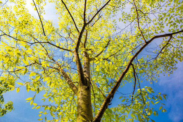 树绿树蓝天阳光绿叶