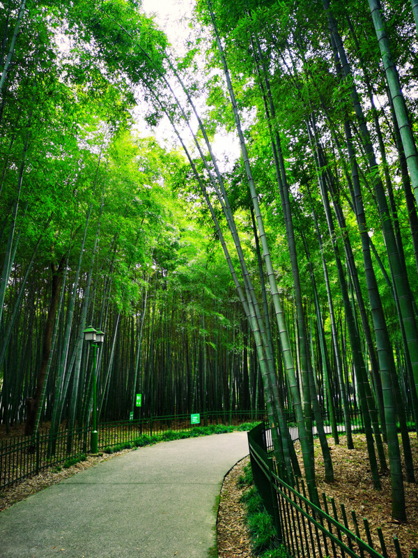 杭州西湖竹林一片图片