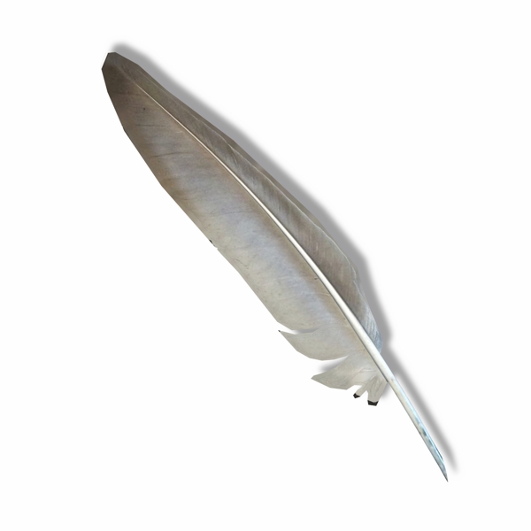 灰色鸟类翅膀羽毛
