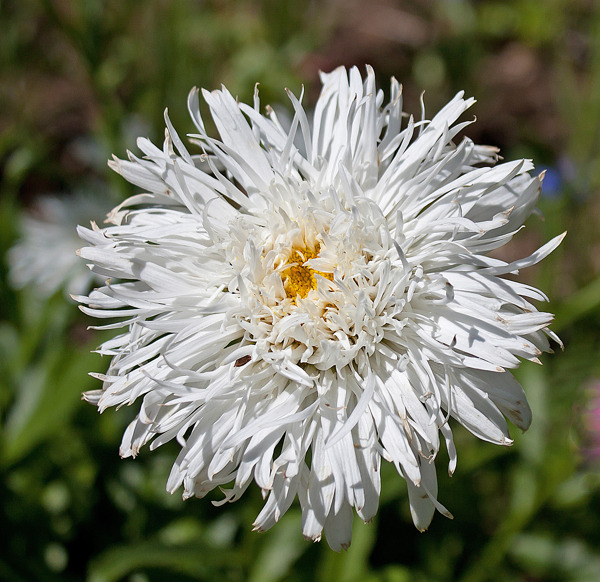 白色蓬松的沙斯塔山雏菊花
