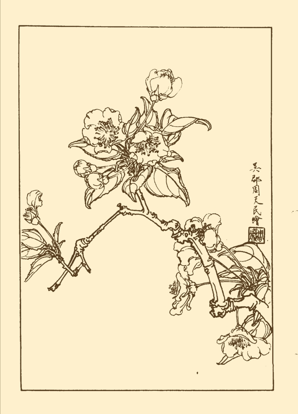 梨花圖片