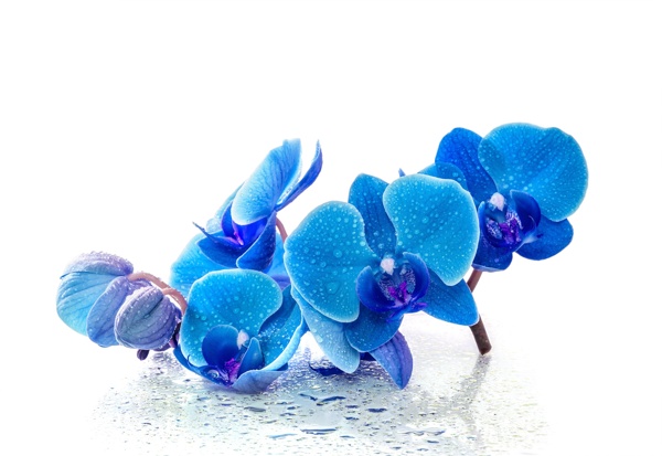 蘭花蓝色水滴