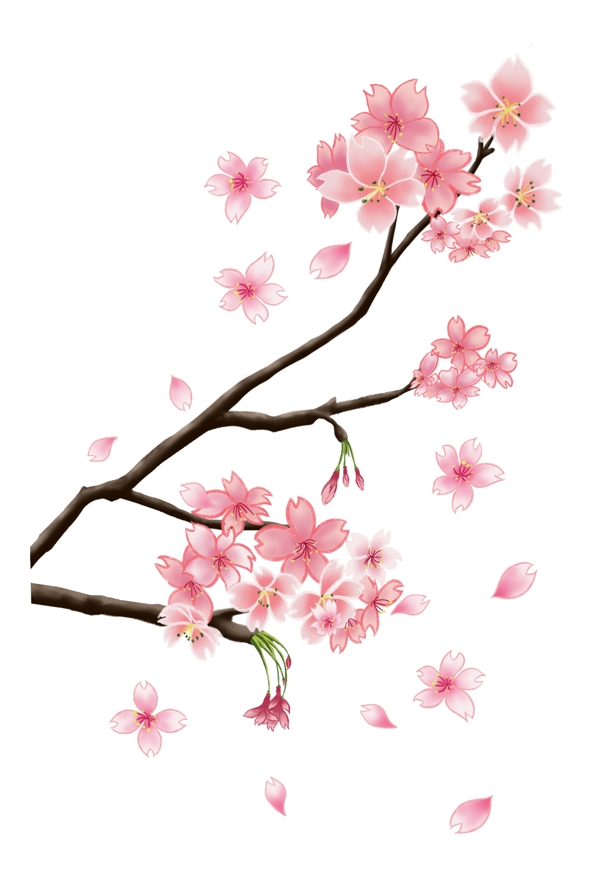 粉色花春季樱花盛开插画