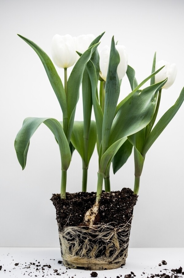 植物