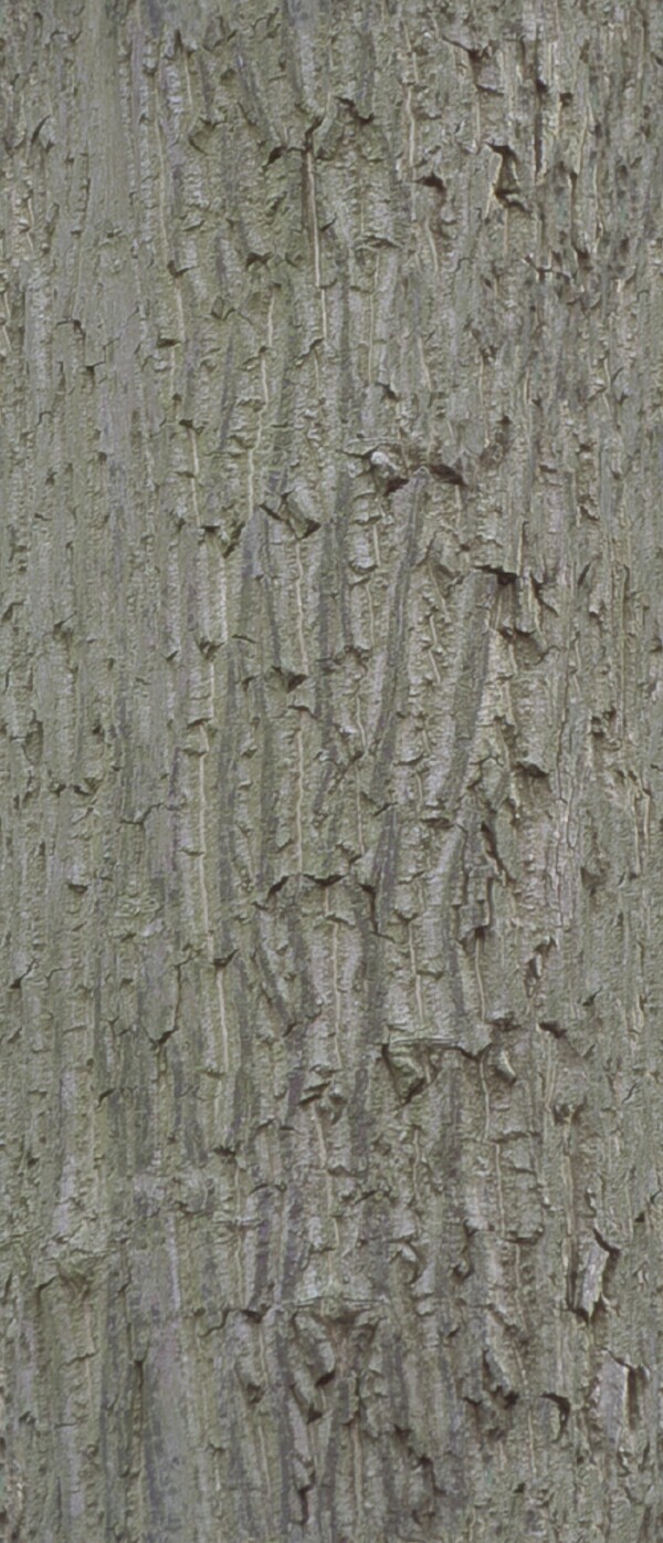 JapaneseWalnut核桃樹(shù)