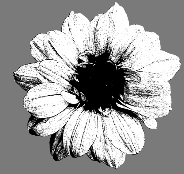 手绘花朵黑白素描